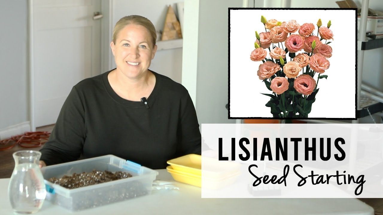 Starting Lisianthus From Seed For My Hoophouse!  Urban Flower Farm, Zone 5A Iowa, Sunshine and Flora