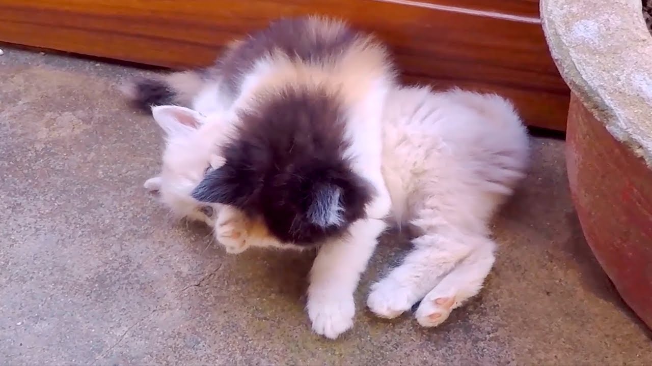 Two Kittens spend the Afternoon chasing each other | 30s Cats