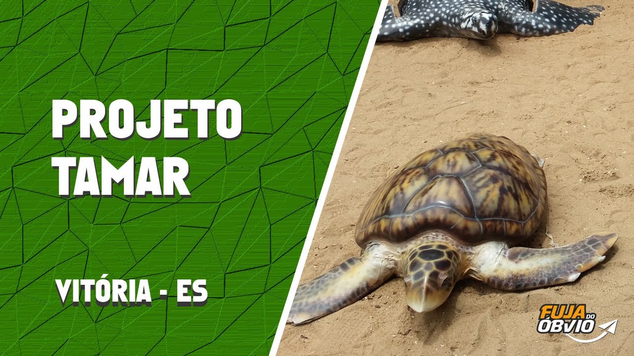 Projeto Tamar - Vit&oacute;ria - ES