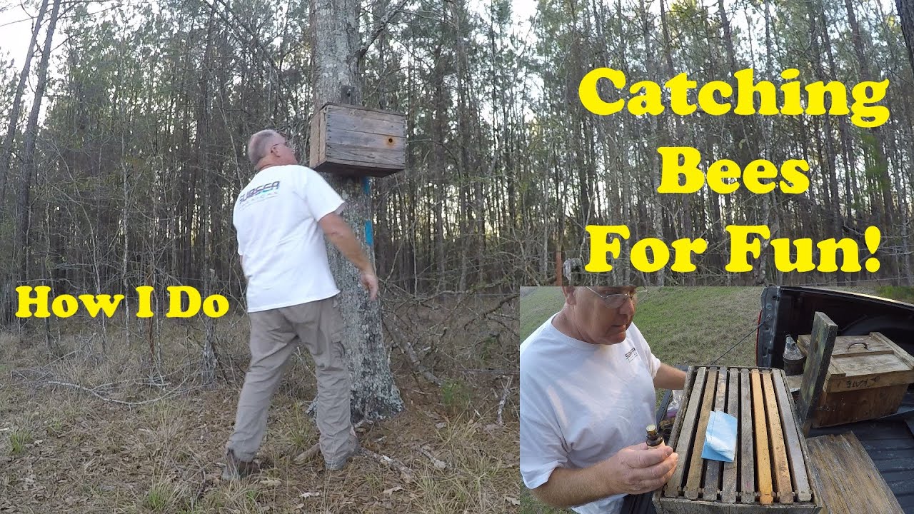Setting Swarm Traps Late | Honeybees Wait for Me