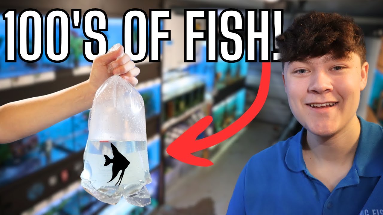 UNBOXING 100&rsquo;s Of RARE Fish For My SMALL Tropical FISH Store!