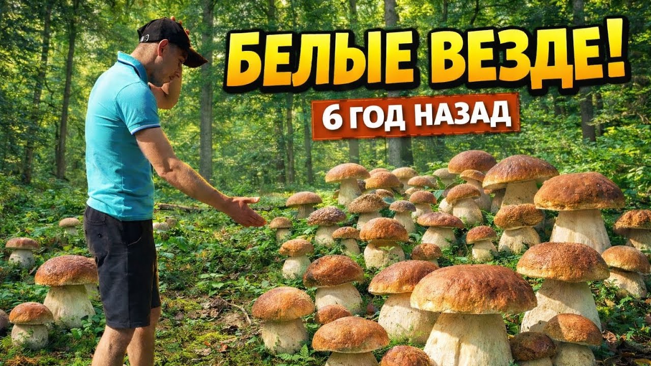 БЕЛЫЕ ГРИБЫ ВЕЗДЕ! 6 ГОД НАЗАД
