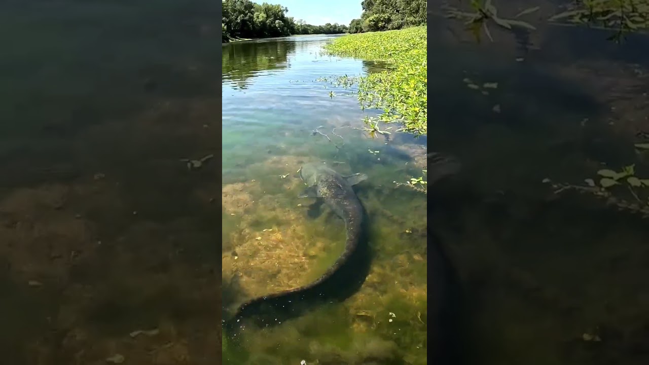 Des fois dans 1m50 d'eau 😈 ... #p&ecirc;che #silure #catfish #bigfish #river #nature #monster #fish