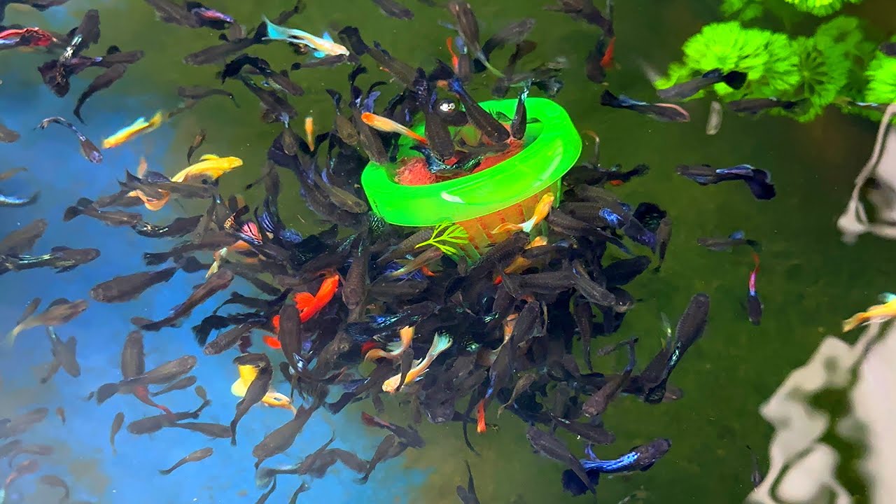 Những Mương Cá Thuỷ Sinh Siêu Mê Hoặc | Ngắm Cá Thư Giãn | Dat Guppy