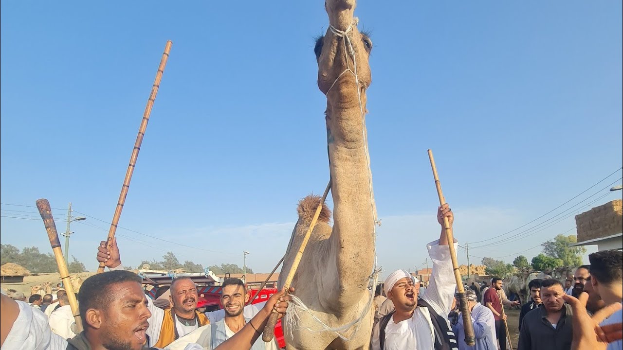 متابعه اسعار الجمال قبل العيد الأضحى و ركود البيع والشراء في سوق برقاش الجمعه 9/5/2025