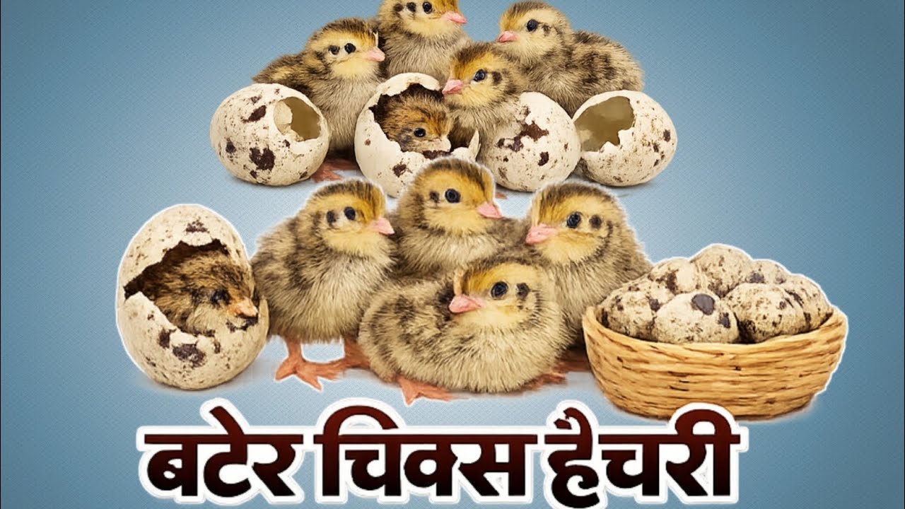 Bater Chicks Hatchery/Quail Chicks Supplier#quailfarming #बटेर 