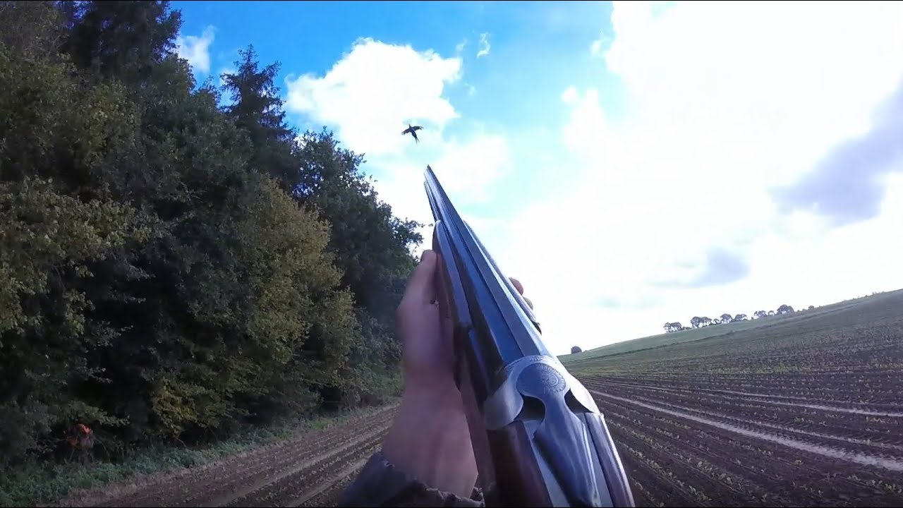 Chasse du petit gibier en battue - tir de faisans/perdrix