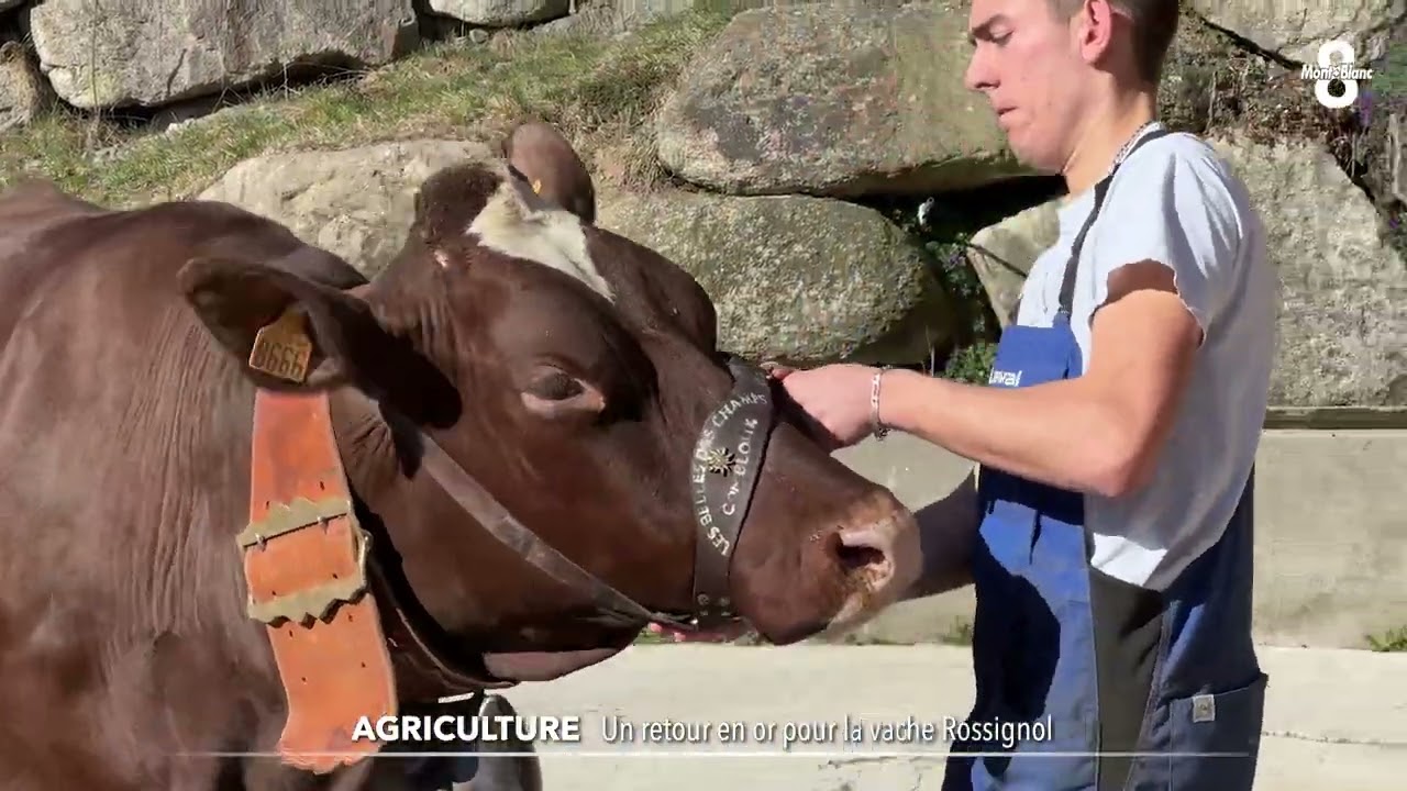 Après le Salon International de l'Agriculture, retour en or pour la vache Rossignol