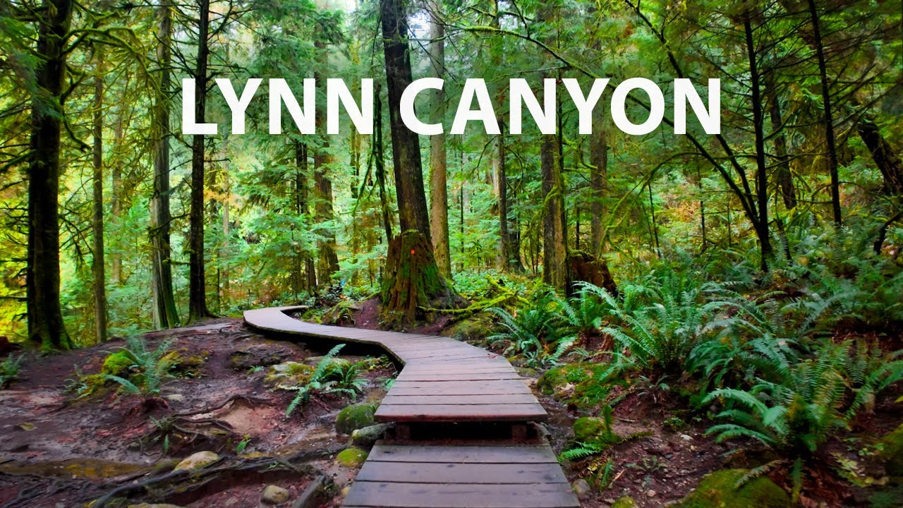 Virtual Hike for Relaxation – Lynn Canyon Lush Forest & Creek