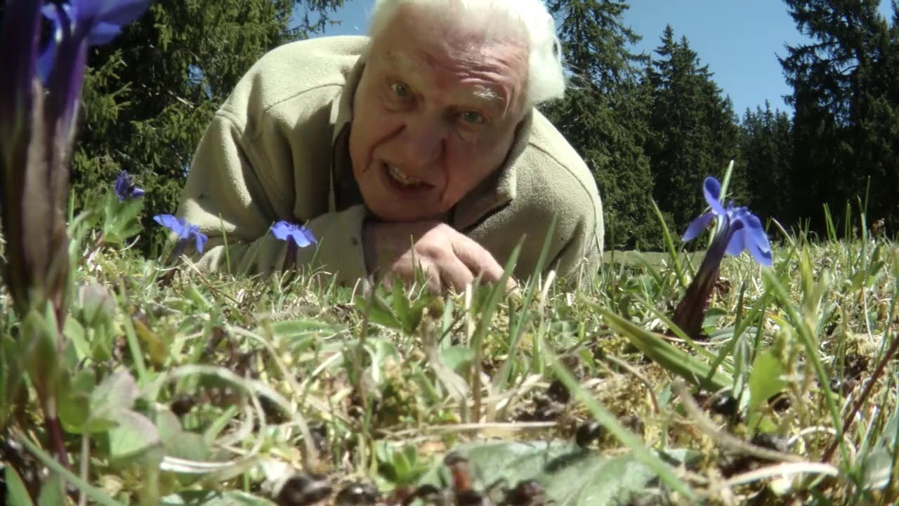 Attenborough&rsquo;s Ant Mountain - Trailer | WIFF 2018 (Official Selection)