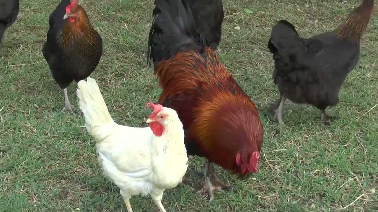 Galline come animali da compagnia