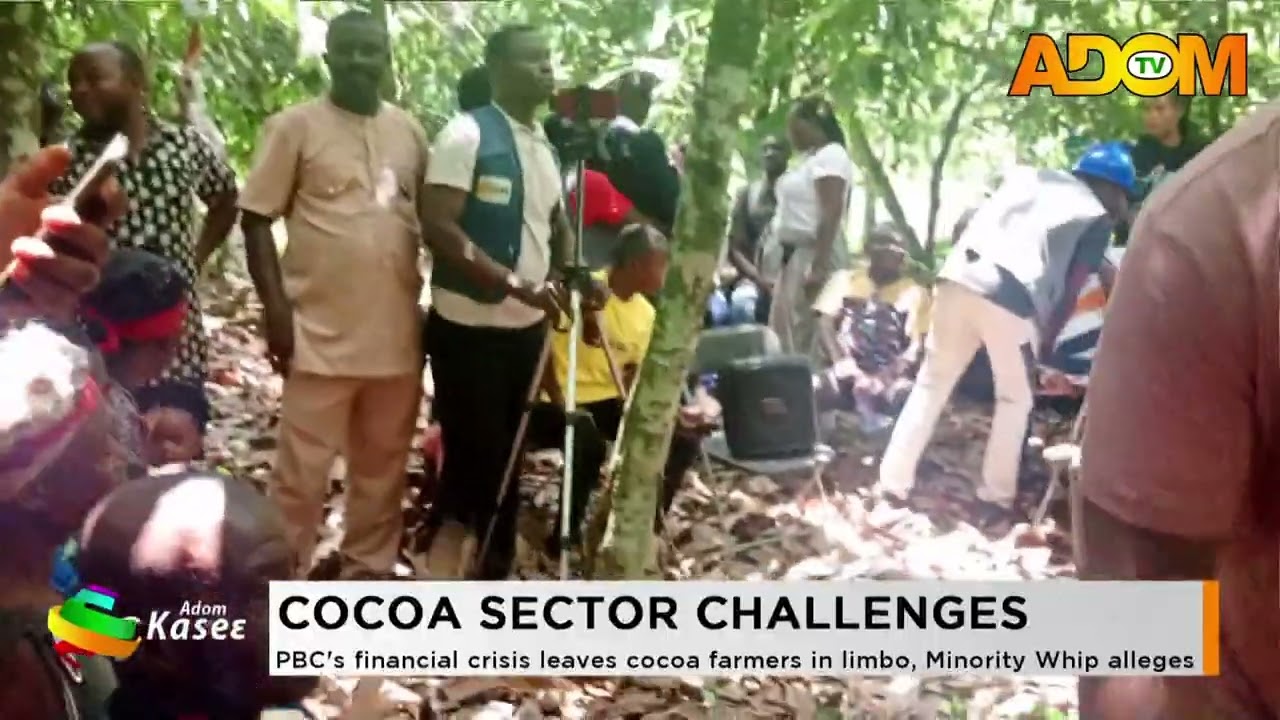 Cocoa Sector Challenges: PBC's financial crisis leaves cocoa farmers in limbo, Minority Whip alleges
