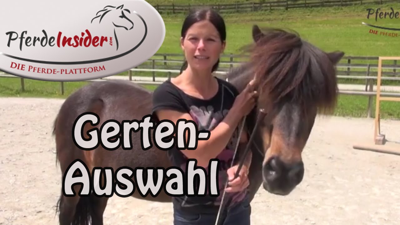 🐴 Ausrüstungskunde beim Pferd: Die passende Gerte wählen 👍