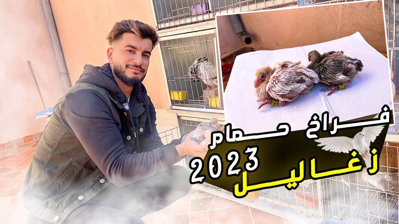 إنتاج حمام الگاديطانو 🐣😍 و خصك دير هادشي ضروري 😱