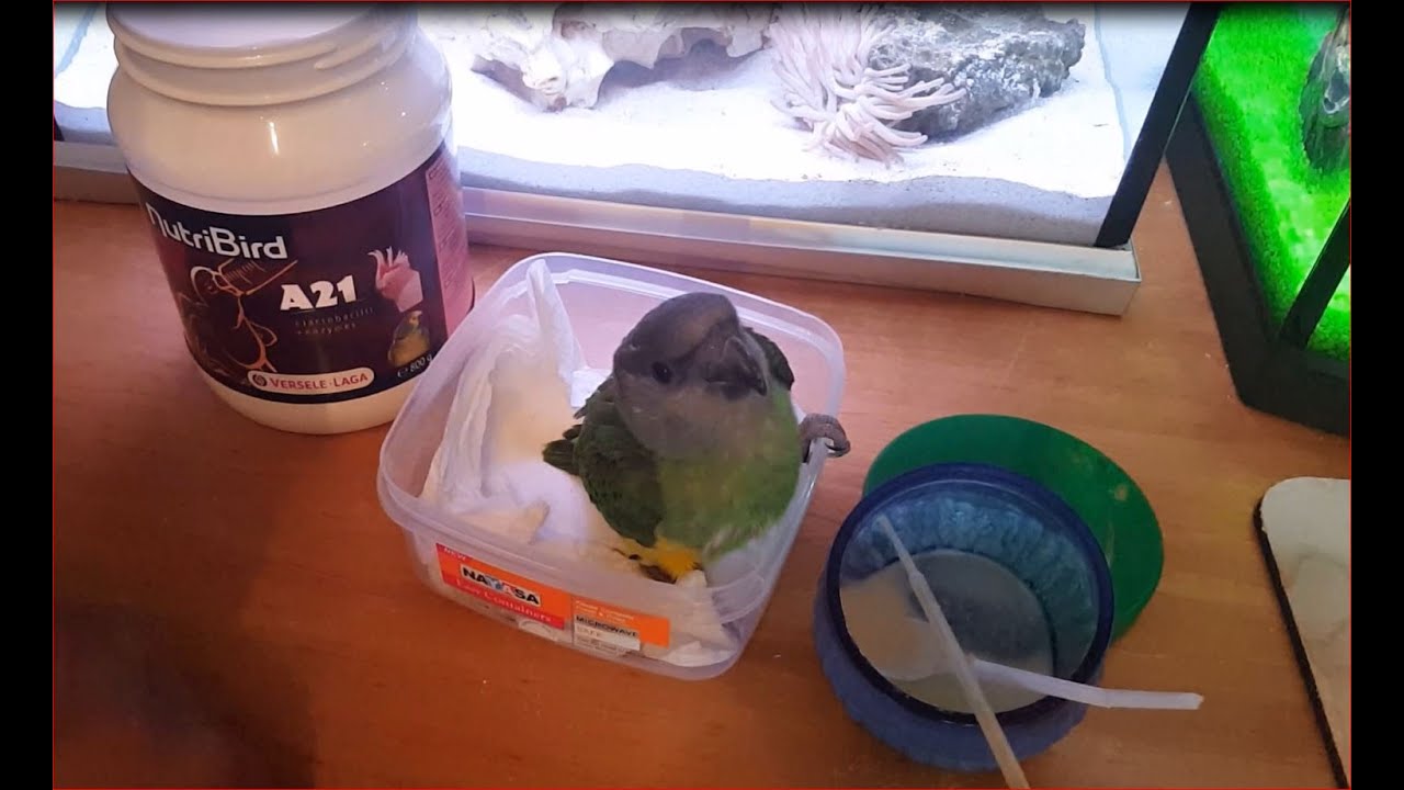 How to hand feed a baby parrot