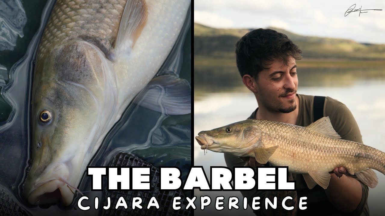 EL BARBO | CIJARA EXPERIENCE
