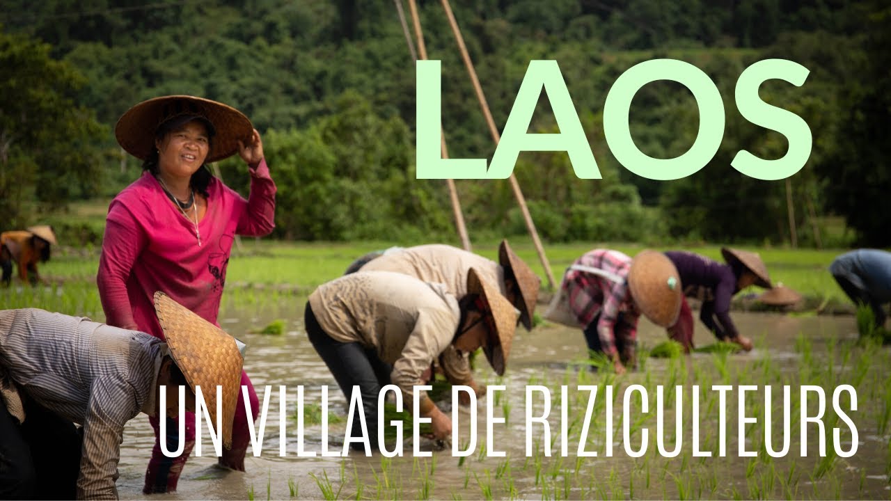 ON DÉCOUVRE LA RIZICULTURE DANS LE NORD DU LAOS #5