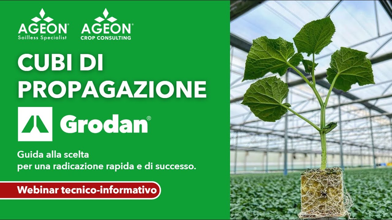 Cubi di propagazione Grodan - webinar tecnico | Ageon Crop Consulting