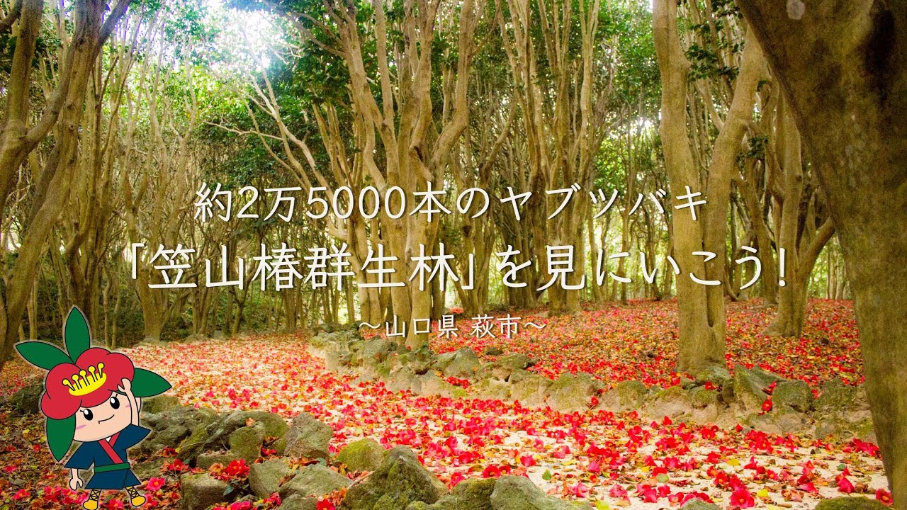 えっ、 萩なのに『椿』!? 約2万5000本のヤブツバキが自生する「笠山椿群生林」がスゴイ！山口県萩市の隠された魅力‼️ #山口県 #萩市 #椿 #萩椿まつり #椿まつり