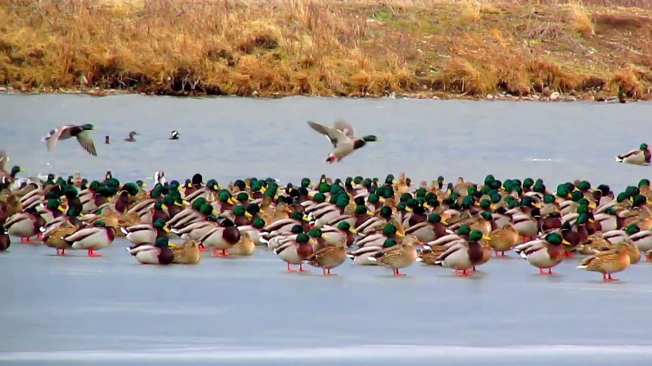 Huge Flock of Mallard Ducks in Montana