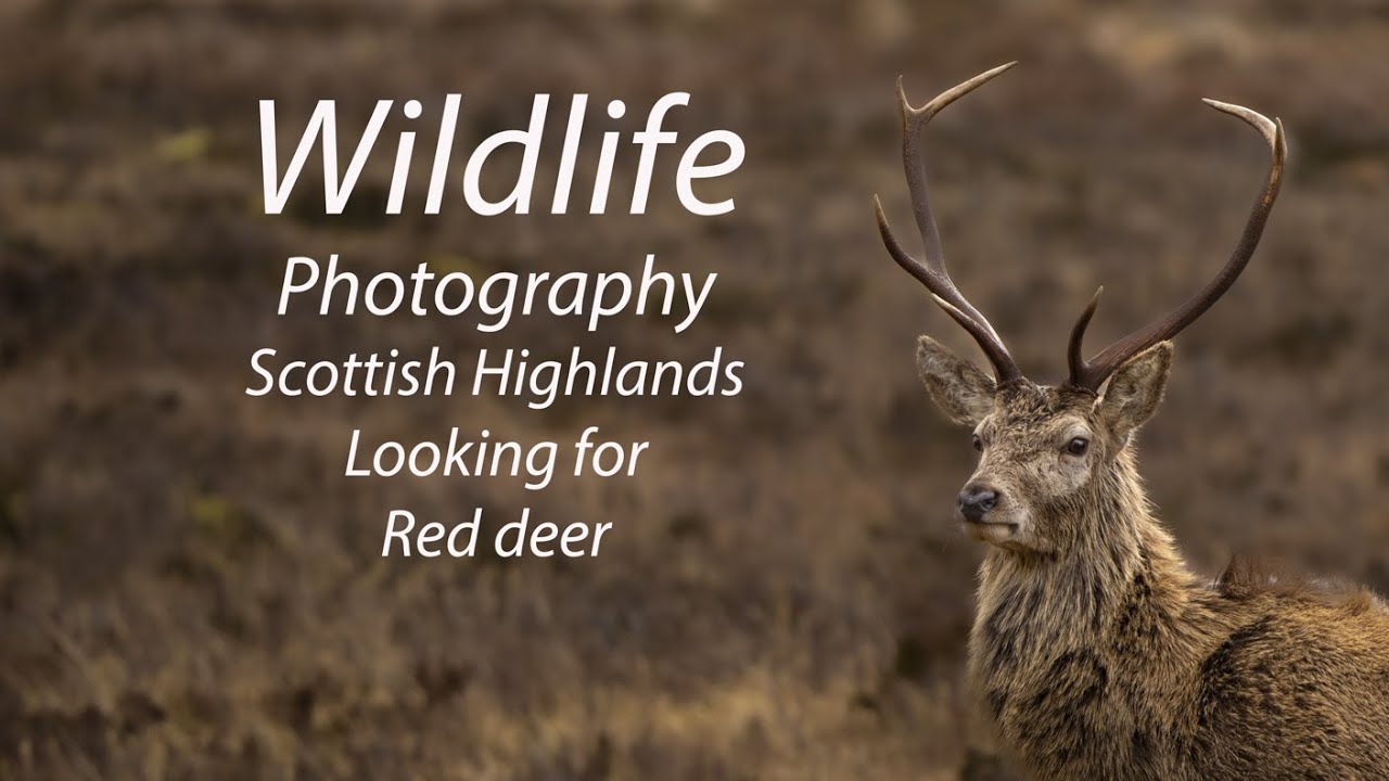 Red deer Photography Scottish Highlands