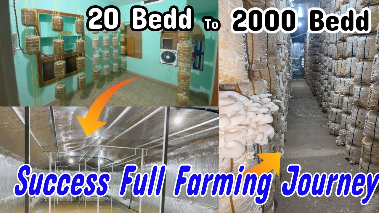 Success Journey of Mushroom farming | One year Transition | Ordinary Farm To Hi-Tech Farm