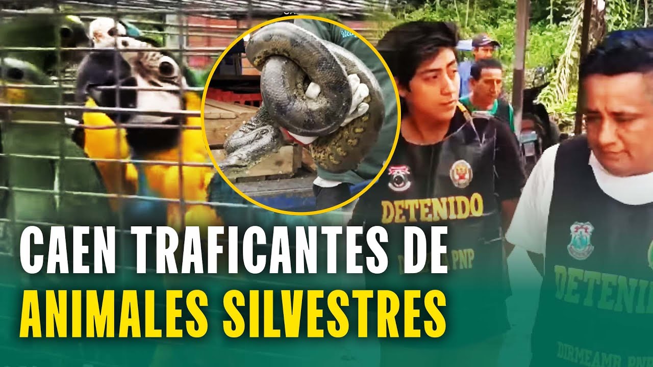 Caen 'Los depredadores de Pucallpa', banda criminal dedicada a tráfico de animales silvestres
