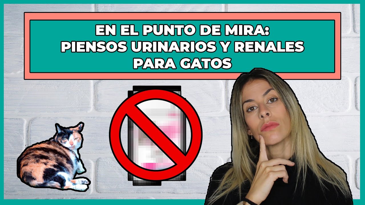 PIENSO URINARIO PARA GATOS 👍| ¿Qué PIENSOS pueden usar los GATOS con problemas URINARIOS o RENALES?😸