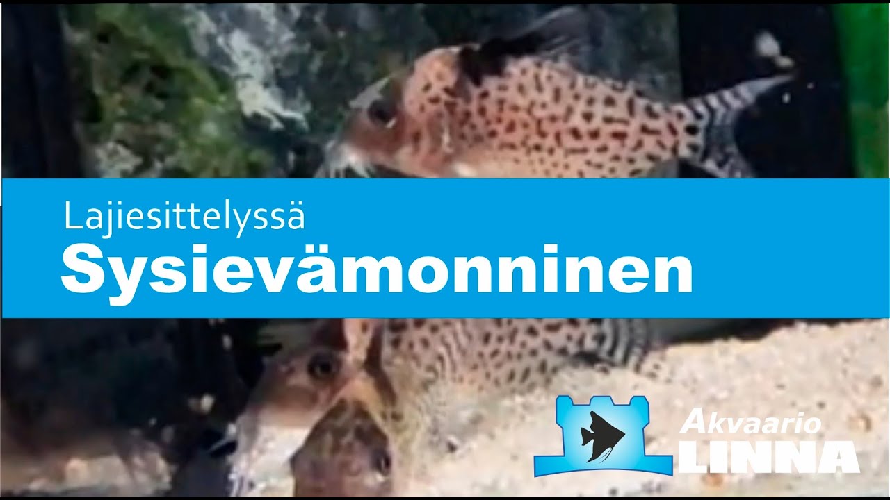 sysievämonninen
