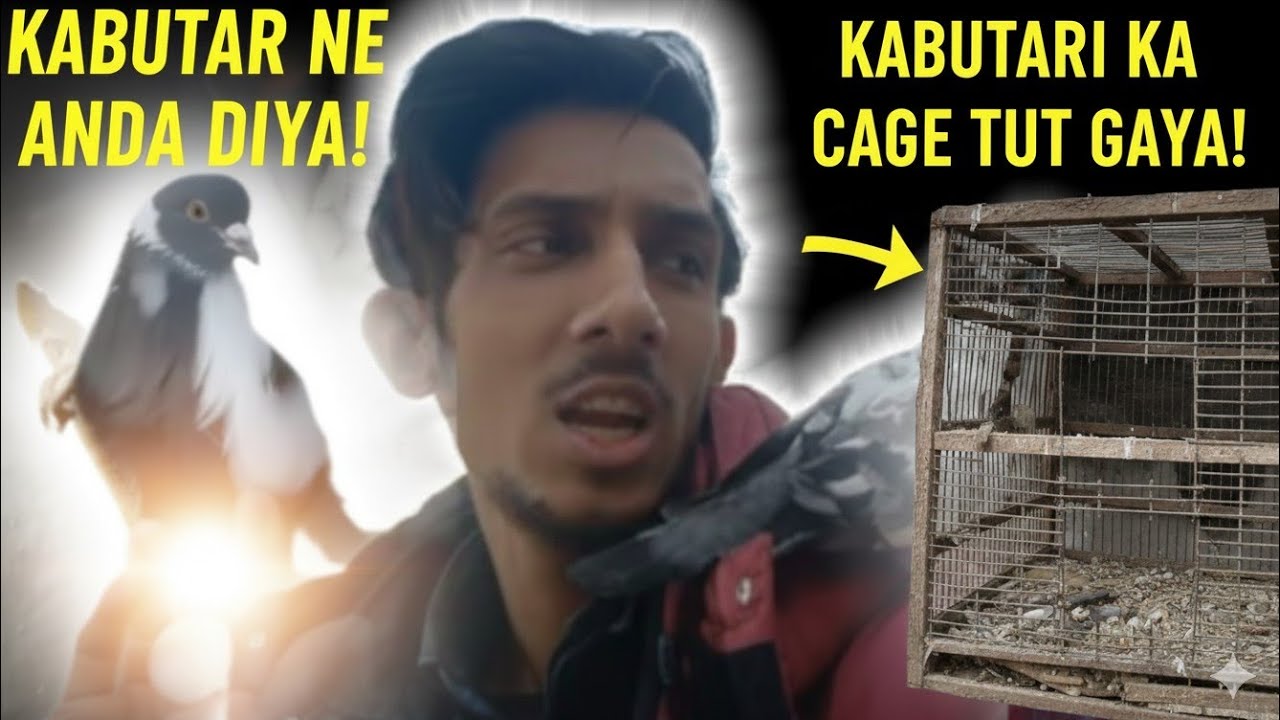 Hamare kabutar ne anda de Diya || aur hamare kabutar ka pinjra bhi Tod gaya 😭😍