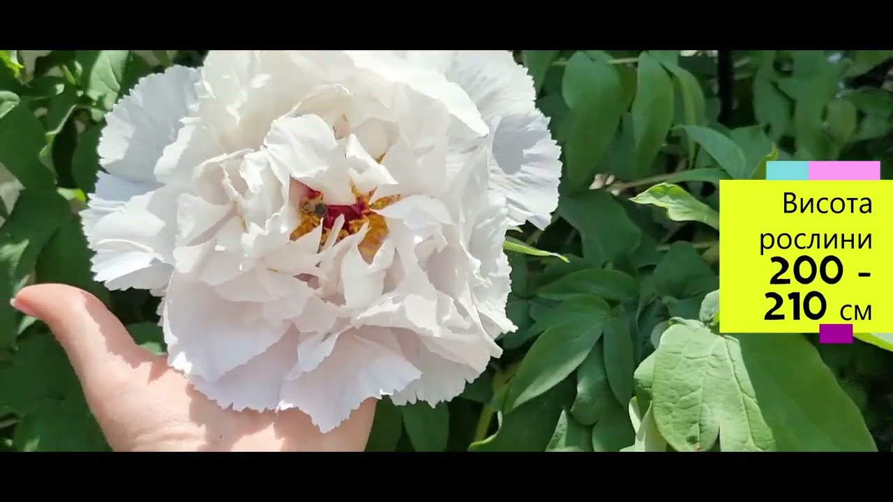 Деревовидна півонія Fragrant Jade Xiang Yu/Tree peony'Xiang Yu''Fragrant Jade'