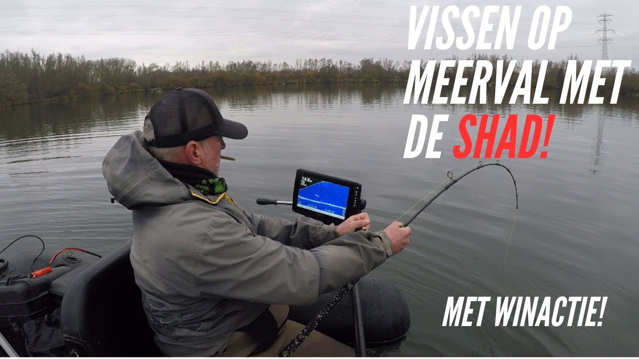 Vissen op grote meerval met de shad!