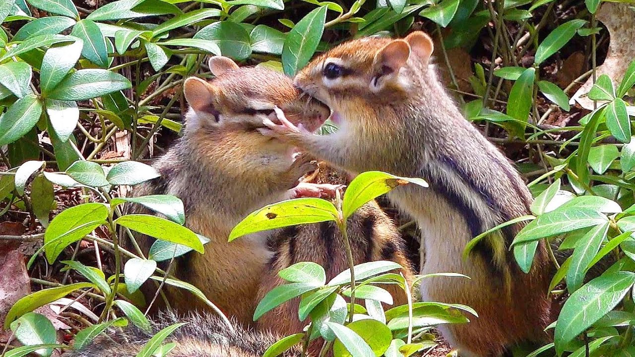 몸을 던져 아기들을 보호하는 엄마 다람쥐 주니 Mother Chipmunk Joony Bodyguards Babies