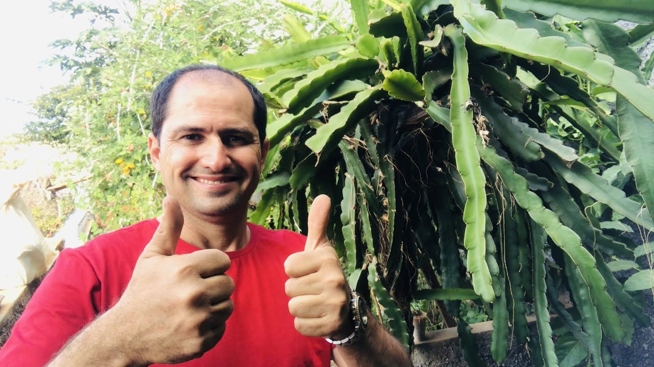 COMO FAZER MUDA DE PITAYA POR ESTAQUIA