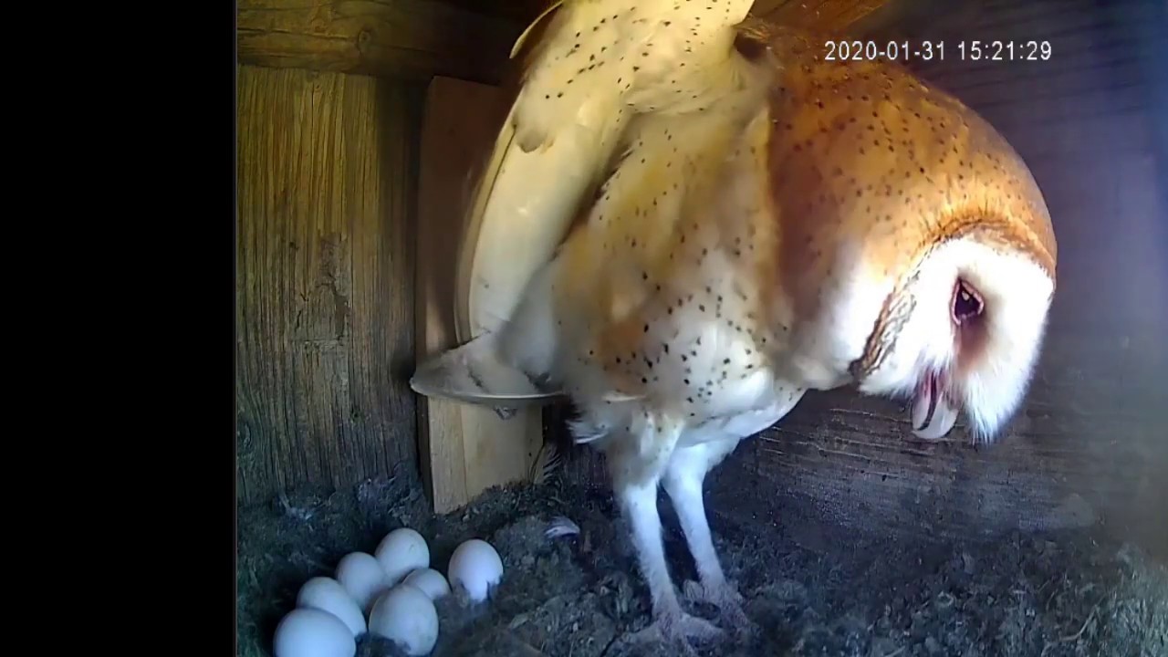Barn Owl Gertrude Regurgitates A Pellet