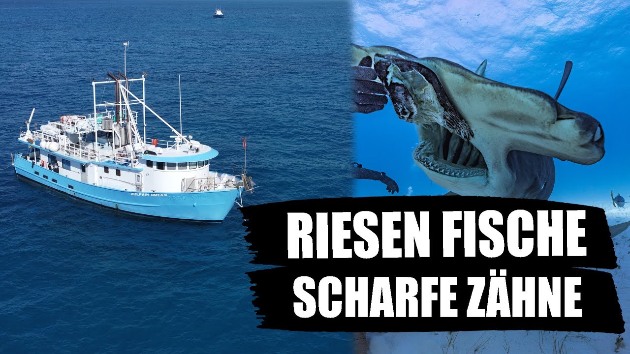 Stefans ABSCHIEDSGESCHENK! | Tauchen auf den BAHAMAS mit riesen HAIEN