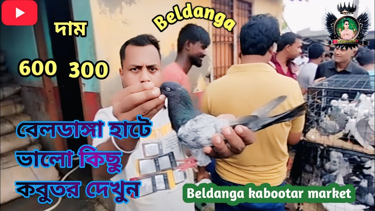 বেলডাঙা হাটের কবুতর Beldanga kabutar market#pigeon #viralvideo #kabutar #indian #bird #funny#funny 😱