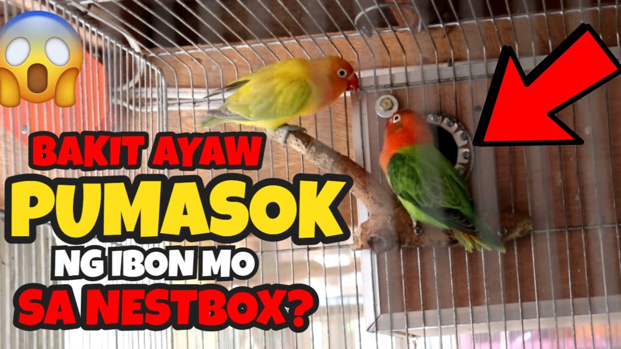 MGA DAHILAN KUNG BAKIT AYAW PUMASOK NG NESTBOX ANG IBON | MANALO NG PIKOY PRODUCTS | MUNTING IBUNAN