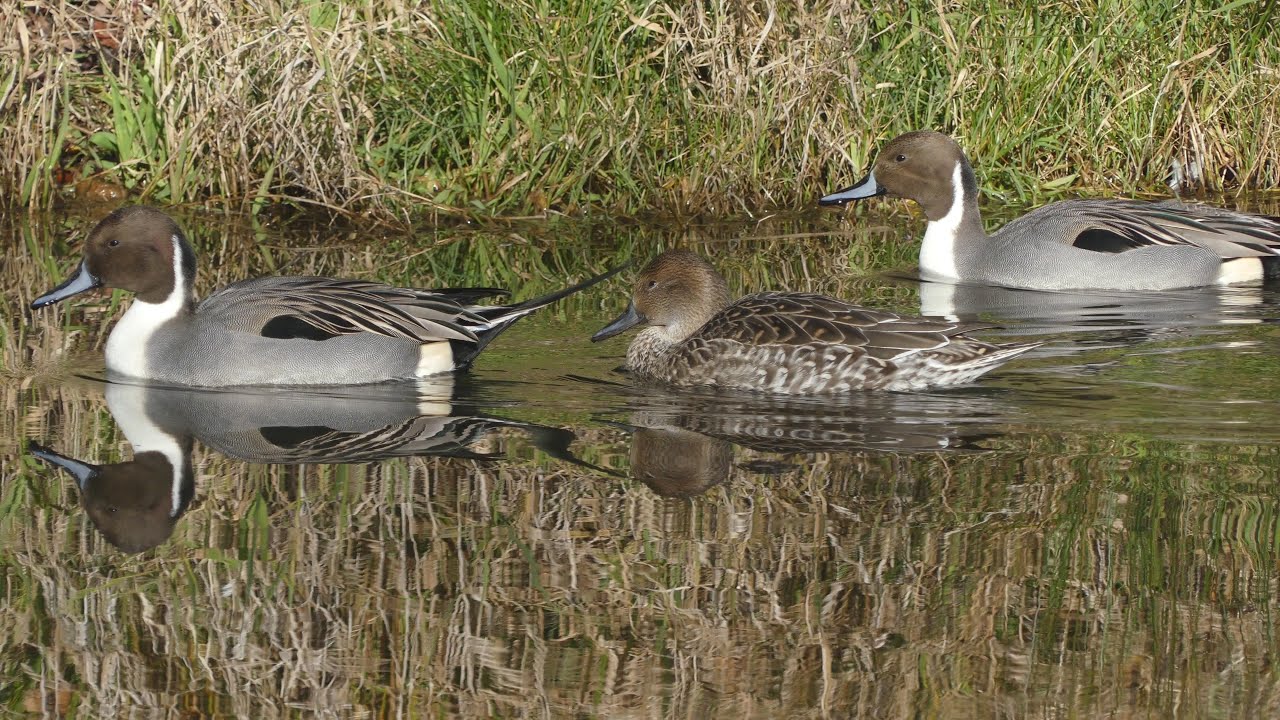 オナガガモ Northern pintail 2015年12月26日