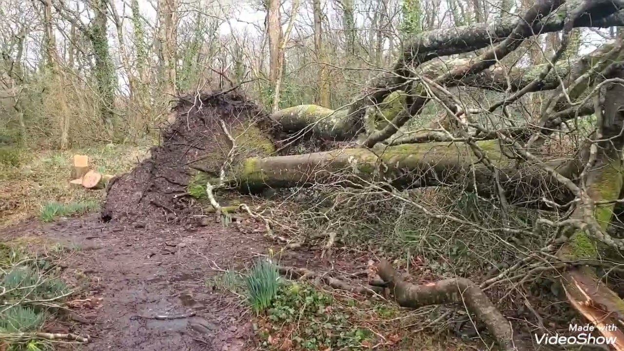 St Loy Woods - Devastion and renewal after the recent big storms