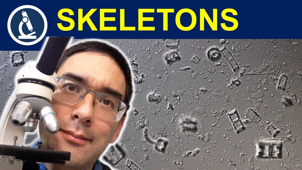 🔬 What is DIATOMACEOUS EARTH? | How to observe ancient fossils | 222