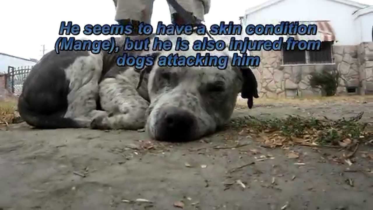 Rocky, rescued today from life on the streets (video by Eldad Hagar) #pitbull