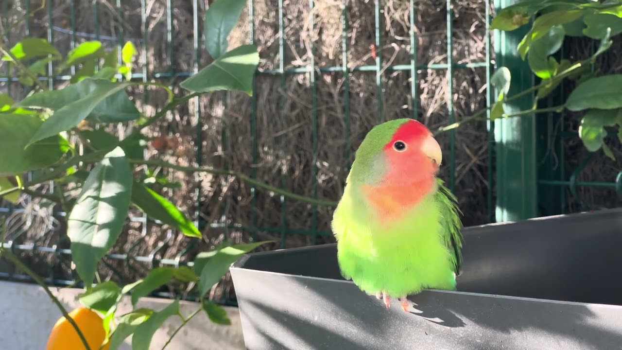 Lovebird, roseicolis détente dans le jardin, ￼￼