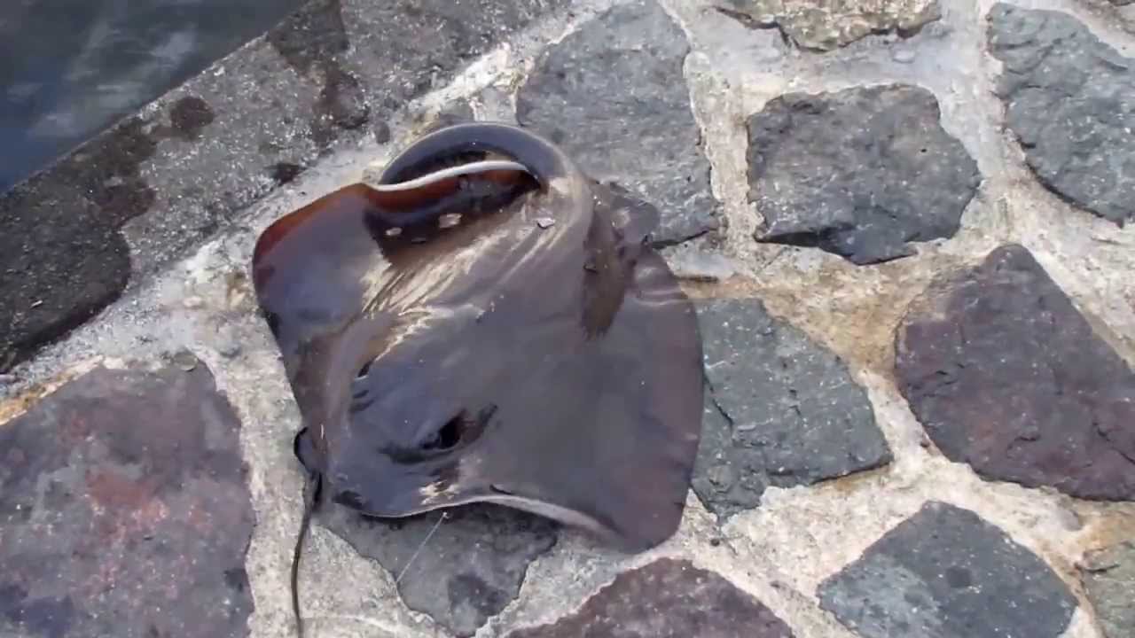 Fish species in Parearra canal kawana