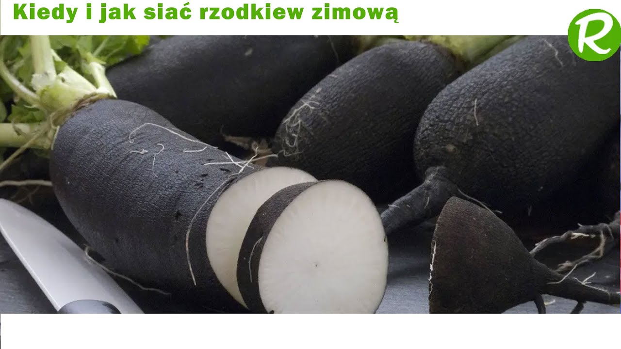 Kiedy i jak siać rzodkiew zimową