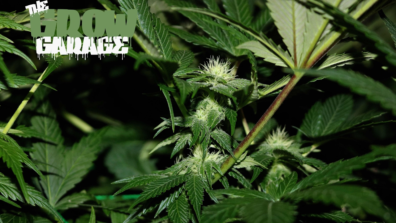 True Believer Day 26 Flower 600w Gavita Living Organic Soil Cannabis Grow