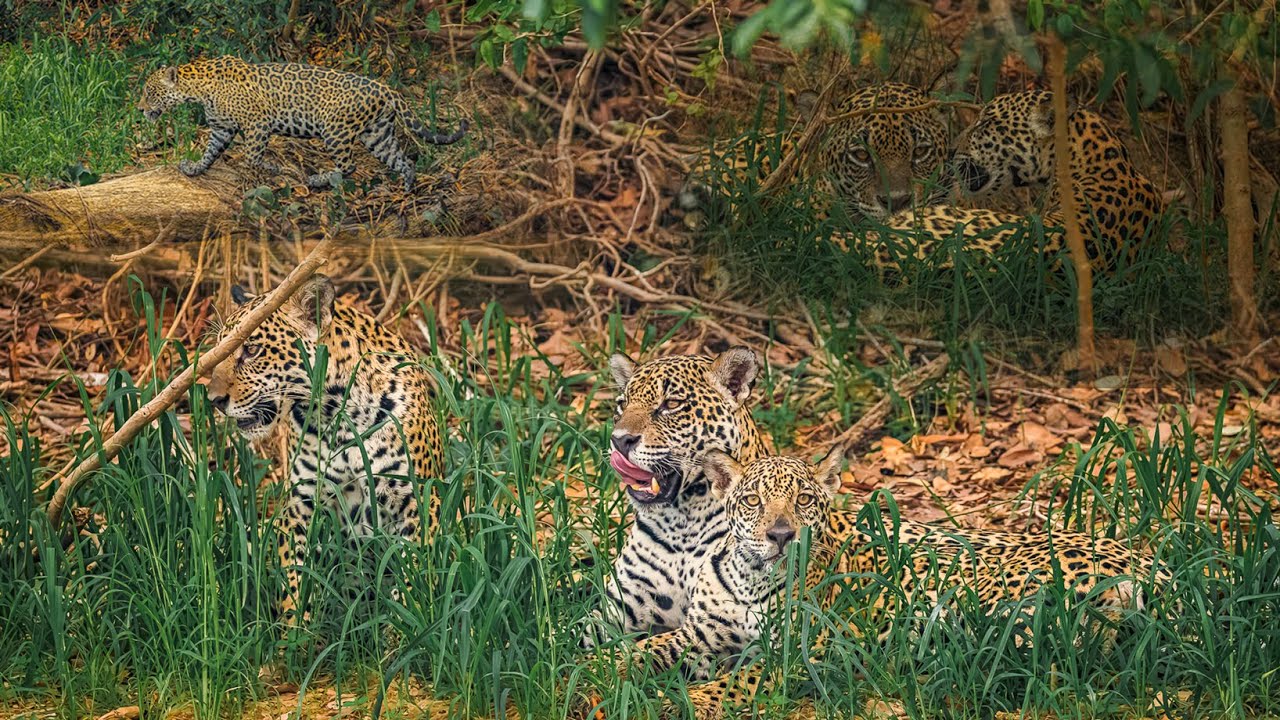 Drama no Pantanal: A Jornada Épica da Mamãe Onça para Reunir Seus Filhotes!