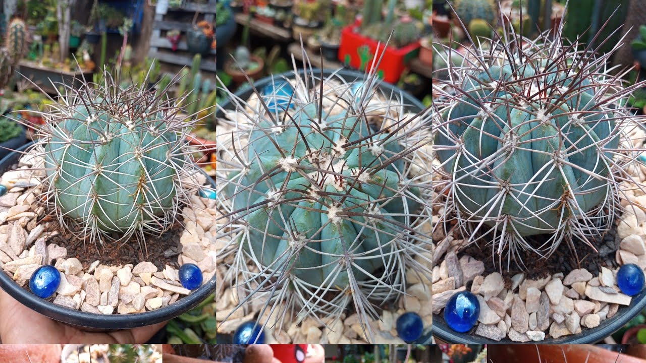 COROA DE FRADE AZUL: MELOCACTUS AZUREUS!