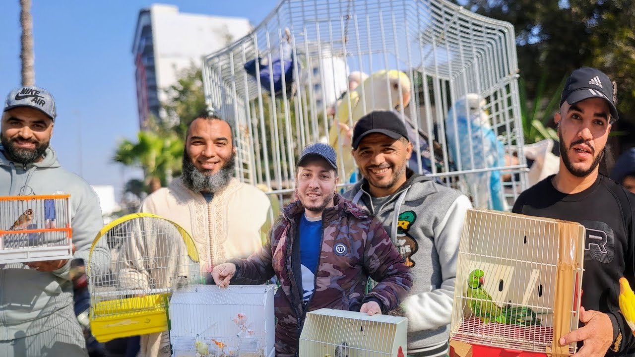 سوق القريعة للطيور السبت 2025/1/18🇲🇦 الحسون سنجاب  الكنار خير موجود
