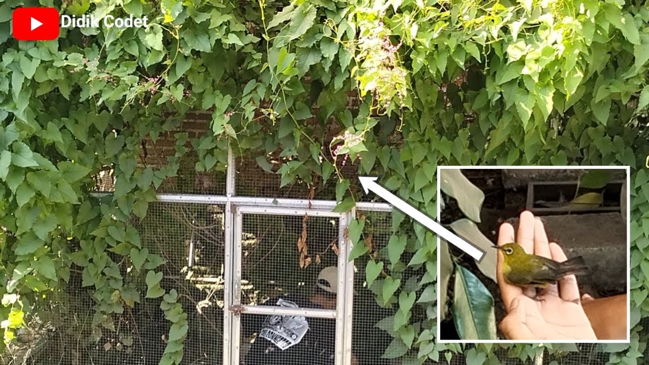 MELEPAS BURUNG PLECI KE DALAM KANDANG AVIARY KOLONI